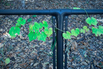 柵に絡まる蔦