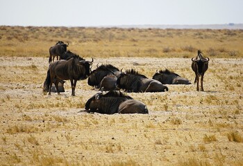 Small herd of blue wildebeests in the African savannah of Etosha National Park in Namibia. Connochaetes taurinus. 