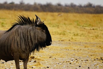 Photograph of a blue wildebeest in the savannah of Etosha National Park in Namibia, Connochaetes taurinus. 