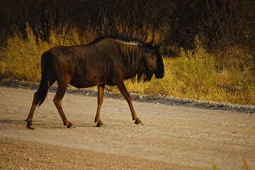 Photograph of a blue wildebeest crossing a dusty road in Etosha National Park in Namibia. Connochaetes taurinus. 