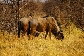 Photograph of blue wildebeests in Etosha National Park in Namibia during the dry season. Connochaetes taurinus. 