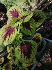red and green leaves
