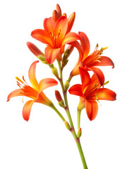 Fototapeta premium Vibrant orange daylilies in full bloom