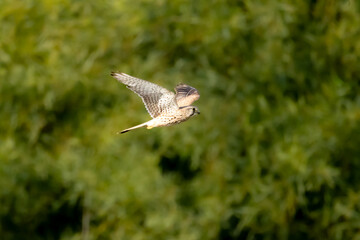 Fototapeta premium Common Kestrel (Falco tinnunculus) Flying Against Lush Green Vegetation in Limassol