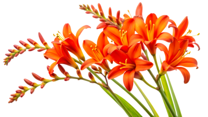 Vibrant orange crocus blooms