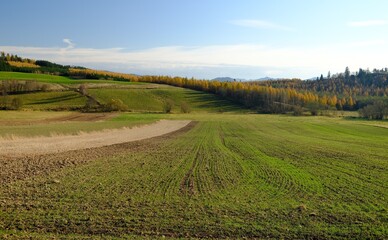 Obraz premium jesień