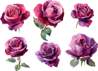 Fototapeta premium set of roses isolated on white