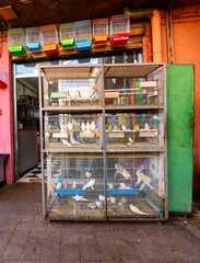 Bright Colorful Bird Cages In A Bustling Pet Shop Display With Parakeets, Agadir, Morocco
