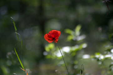 Czerwony mak w pięknym oświetleniu słonecznym na zielonym tle.	
