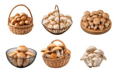 Fresh porcini mushrooms isolated on transparent background
