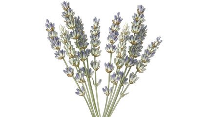 Fototapeta premium A bouquet of lavender flowers against a black background