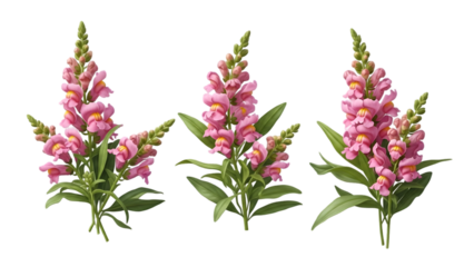 Digital illustration of three pink lupine flowers with green leaves on a black background