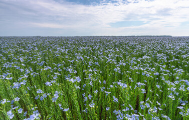 Agricultural field of blooming flax in clear weather