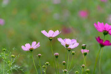 Fototapeta premium 並んで咲くコスモスの花とつぼみ