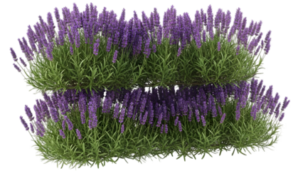Close up of vibrant lavender flowers in a field with dark background