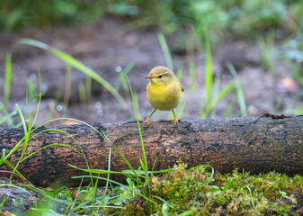 Willow warbler (Phylloscopus trochilus) perched on a fallen tree trunk in a forest