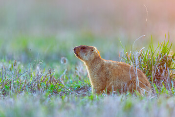 A marmot emerging from the grass in soft morning light