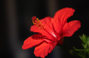 Red hibiscus flower on a dark background, close-up