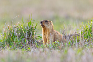 A cautious marmot in the steppe observing its surroundings