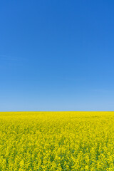 Minimalist rural landscape with blooming rapeseed and bright sky