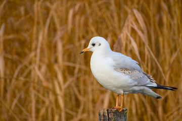 Black-headed gull standing on wooden post in winter plumage, looking to the side