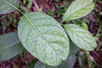 Detailed Texture of Green Leaves with Intricate Yellowish Vein Patterns