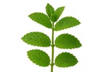 Fresh green mint plant still growing, showing vibrant natural leaves and stem with transparent background