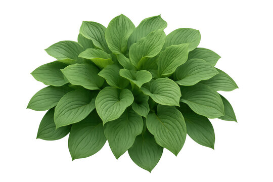 Hosta plant with vibrant green leaves displaying ornamental foliage, growing as a hardy perennial, transparent background