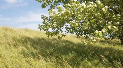 Obraz premium Golden light illuminates a vast, gently rolling grassy hill and a verdant tree against a clear summer sky, capturing the tranquility and natural beauty of the landscape