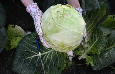 Harvesting large green cabbage in a garden on a sunny day