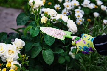 Gardening Activity in a Backyard With a Green Shovel and Seeds Among Flourishing Plants in Late Spring