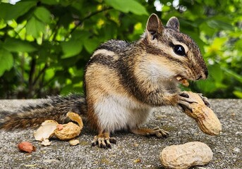 chipmunk in the park