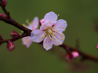 Obraz premium 雨の降る12月に咲いた梅の花「紅冬至（コウトウジ）」