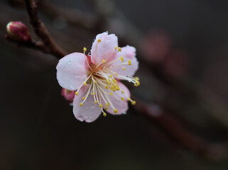雨の降る12月に咲いた梅の花「紅冬至（コウトウジ）」