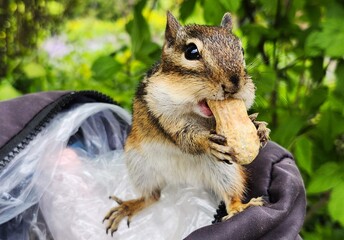 chipmunk eating nut