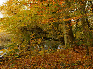 Herbststimmung in den Schweinfurter Wehranlagen zwischen Schweinfurt und Mainberg am Main, Landkreis Schweinfurt, Unterfranken, Franken, Bayern, Deutschland