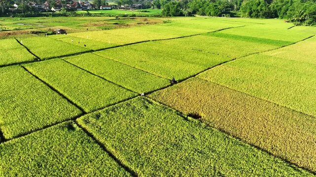 Patchwork rice plots in various stages