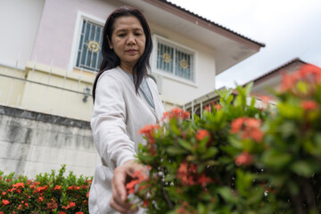 Woman harvesting bright red flowers in a quiet village garden, reflecting natural beauty, mindful living, outdoor relaxation, peaceful community life, eco lifestyle, connection with plants and nature.