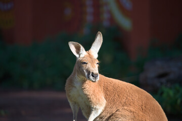 Red Kangaroo Sitting in Sunlight