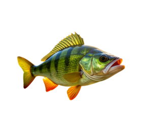 Fishing trophy - big freshwater perch in water on green background.