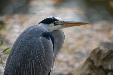 Close-up Portrait of a Grey Heron