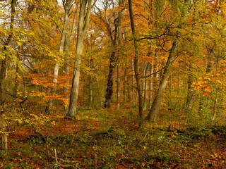 Fototapeta premium Herbststimmung in den Schweinfurter Wehranlagen zwischen Schweinfurt und Mainberg am Main, Landkreis Schweinfurt, Unterfranken, Franken, Bayern, Deutschland