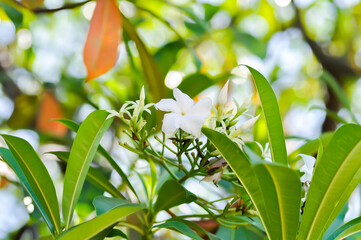 Obraz premium Cerbera Odollam Gaertn or Apocynaceae, flower and sky