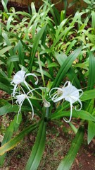 Obraz premium Beautiful view of Hymenocallis littorallis plant or spider lily