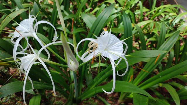 Beautiful view of Hymenocallis littorallis plant or spider lily