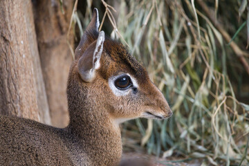 Close-Up of Kirk's Dik Dik in Nature