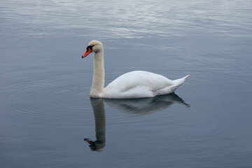 Fototapeta premium A mute swan swims in the water. Reflection. Side view.