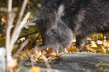 Peccary Foraging in Natural Environment