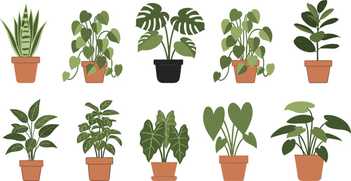 Collection of potted houseplant illustrations featuring popular indoor plants including monstera, snake plant, philodendron, and leafy greenery for home decor and botanical vector design projects.