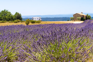 Lavender field and caravan camping in distance, Provence France